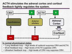 - CRH stimulates secretion of both hypothalamic and pituitary POMC gene-derived peptides, the latter resulting in glucocorticoid secretion.
- Serum level of Cortisol is the main factor regulating the system