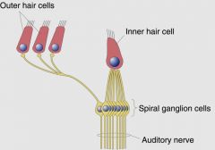 - outer hair cells: amplifiers
- inner hair cells: transducers
- they connect to spiral ganglion cells and auditory nerve and to brain