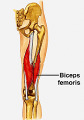Origin: 1. Ischium (tuberosity) 2. Femur (linea aspera)
Insertion: 1. Fibula (head of) 2. Femur (lateral condyle)
Function: Flexes leg
Innervation: Hamstring nerve (branch of sciatic nerve)