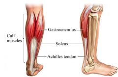Origin: Femur (condyle)
Insertion: Tarsal (calcaneus by way of Achilles tendon)
Function: Extends foot, flexes lower leg
Innervation: Tibial nerve (branch of sciatic nerve)