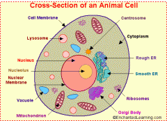 Cellmembran - avgränsar celler från dess omgivning, är som en yttre gräns för cellen.
Centrosom - bildar mikrotubili. I celldelningen delar den sig och bildar två poler i cellen ur vilka det utsöndras mikrotubili.
Cytoplasma - vätskan i ce...