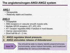 - Angiotensiogen (preprohormone from liver) ---> cleaved in circulation by Renin ---> Angiotensin I (prohormone) ---> ACE in lungs ---> Angiotensin II (active)