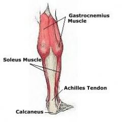 Origin: 1. Tibia (underneath gastrocnemius) 2. Fibula
Insertion: Tarsal (calcaneus by way of Achilles tendon)
Function: Extends foot (plantar flexion)
Innervation: Tibial nerve
