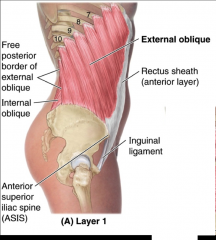 Origin: Ribs (lower 8)
Insertion: 1. Ossa coxae (iliac crest and pubis by way of inguinal ligament) 2. Linea alba by way of an aponeurosis
Function: Compresses abdomen
Innervation: Lower 7 intercostal nerves and iliohypogastric nerves