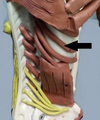 *Elevate and protract ribs; inhale 

Origin: Ribs 1-11
Insertion: next lower rib 