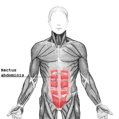 Origin: Ossa coxae (pubic bone and symphysis pubis)
Insertion: 1. Ribs (costal cartilage of 5th 6th and 7th ribs) 2. Sternum (xiphoid process)
Function: Compresses abdomen, flexes trunk
Innervation: Last 6 intercostal nerves