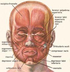 Origin: Occipital bone
Insertion: Tissues of eyebrows
Function: Raises eyebrows, wrinkles forehead horizontally
Innervation: Cranial nerve VII