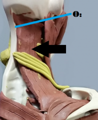 *Flexes neck and elevate ribs 1-2, inhale 

Origin: cervical vertebrae 
Insertion: ribs 1-2 