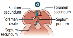- Septum secundum expands and covers most of the foramen secundum. 
- The residual foramen is the foramen ovale.