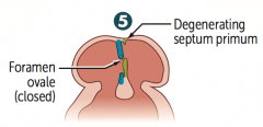 What is the sixth step in septation of the atria, after the remaining portion of the septum primum forms the valve of the foramen ovale?