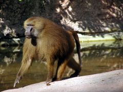 arboreal and ground dwelling groups
 - longer nose and no prehensile tail
 - baboons, mandrills, rheus, macaques