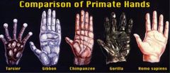 Primate hands and feet