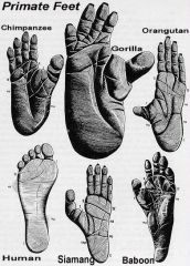 - 5 functional digits on each hand and foot with opposable thumb and toe
 - flat nails on digits instead of claws 
 - skin ridges on fingertips and toes
    * detect sensations and pickup objects
