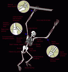 Shoulder, elbow and wrist joints in primates