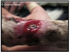This was a metal plate that was surgically placed into the patient.

Based on this image, what factors can be seen to be affecting wound healing?
