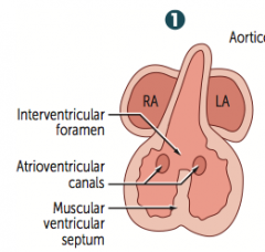 Muscular ventricular septum forms; opening is called the interventricular foramen