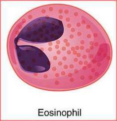 -EosinophilsDefend against parasitic worms -Lessen the severity of allergies and asthma
(It looks like a pair of Lungs)