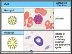 -BasophilsRelease histamines: A chemical that attracts other white blood cells -Causes the blood vessels to dilate and become more permeable 
-Also plays a role in some allergic reactions
 -Mast cells are similar to basophils but...