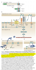 Nogo proteins = membrane proteins (basically a CAM) probably relevant for inhibiting growth/regeneration. 3 types - A,B,C Receptors on affected cell e.g. NGBR

Also play a role in adult CNS stabilisation - possibly involving promotion of myelin gr...
