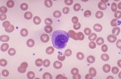-Monocytes: The largest of the formed elements(Twice the six of the surrounding red blood cells.)

-Develop into macrophages 
-Phagocytic cells that engulf invading microbes, dead cells, and cellular debris