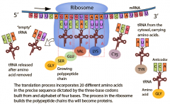 Ribosomes are complex structures consisting of aggregates of rRNA and proteins that form structures called subunits 


 


Each ribosome contain two subunits, large and small 


 


These subunits associate to form two groove called ...