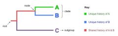 A clade is a group of organisms that have evolved from
a common ancestor.
Cladograms are tree diagrams that show the sequence of divergence
root=initial comm. ancestor
node= comm. ancestor