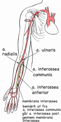 Via a. interosseus posterior, en gren fra a. interosseus communis, som igen er en gren fra a. ulnaris


A. interossea posterior passerer fra flexorsiden igennem en åbning i membrana interossea og over i extensorlogen