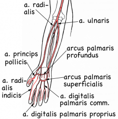 A. ulnaris danner arcus palmaris superficialis, med tilskud fra en gren af a. radialis (ramus palmaris superficialis)