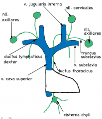 Den pectorale gruppe drænerer lymfen fra kroppens ventrale side caudalt til et niveau med umbilicus.


Den subscapulære gruppe drænerer kroppens bagside.