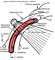 n. musculocutaneus afgår fra fasciculus lateralis


n. medianus afgår fra både fasciculus lateralis og medialis


n. ulnaris afgår fra fasciculus medialis, n. axillaris


n. radialis afgår fra fasciculus posterior.