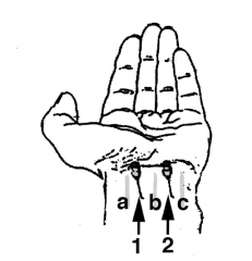 a) Benævnde to nerver svarende til indstiksstederne 1 og 2. 


b:Angiv nervernes relationer på det pågældende sted inkl. navn på de med a, b ogc markerede sener.