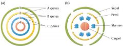 3 צברי גנים של HOX מבקרים את התפתחות איברי הצמח:
A genes-מבקרים את התפתחות עלי הגביע
A+B genes-מבקרים את התפתחות עלי הכותרת
B+C genes-מבקרים את התפתחות...
