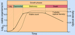 1. Lag - Organization and adjustment.
2. Exponential (Log) - fast growth of the culture.
3. Stationary phase - the rate of death is equal to the rate of the generation of new bacteria.
4. Death - no nutrients, the rate of death is high.