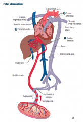 Blood entering the fetus through the umbilical vein is conducted via the Ductus Venosus (1) into the Inferior Vena Cava to bypass the hepatic circulation