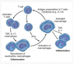 Activate macrophages
Macrophages present antigen to lymphocytes