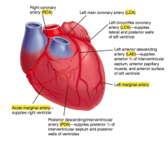 Right Coronary Artery (RCA)