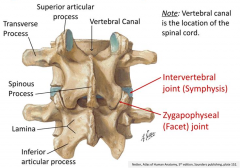 - Intervertebral joint (symphysis)
- Zygapophyseal (facet) joint