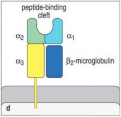 Peptide-binding region: α1, α2 - has β-pleated sheets and parallel walls of α helices

Immunoglobulin-like domain: part of α3 and β2m

(Hydrophobic) transmembrane region: part of α3 

Cytoplasmic region: part of α3
