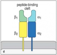 Peptide binding region: α1 and β1
Immunoglobulin-like region: part of α2 and β2
Transmembrane region: part of α2 and β2
Cytoplasmic region: part of α2 and β2