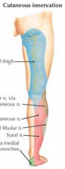 - Posterior thigh
- Posterolateral leg
- Plantar surface of foot
