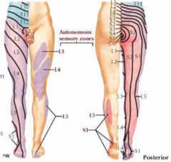 - L1: inguinal region
- L3: medial femoral condyle
- L4: anterior knee / medial malleolus
- L5: second toe / foot dorsum
- S1: lateral heel
- S2: popliteal fossa