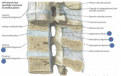 - Anterior longitudinal ligament
- Posterior longitudinal ligament
- Ligamentum flavum
- Interspinous ligament
- Supraspinous ligament