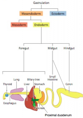 Formation of the three germ layers
- Endoderm
- Mesoderm
- Ectoderm