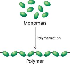 A large molecule consisting of many identical or similar monomers linked together by covalent bonds.
