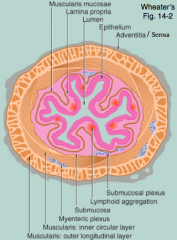 Four tunics / layers:
- Mucosa (innermost)
- Submucosa
- Muscularis Externa
- Adventitia or Serosa