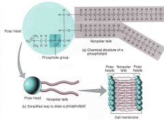 A lipid made up of glycerol joined by two fatty acids and a phosphate group, giving the molecule two nonpolar hydrophobic tails and a polar hydrophilic head. 
 
Phospholipids form bilayers that function as biological membranes.