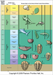 
fossils used for dating of rocks, need to be ubiquitous, geologically short lived, distinctive