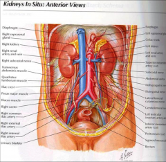 *Paired ovoid organs: both retroperitoneal.
*Right kidney – Anterior is liver, duodenum at hilum, hepatic flexure inferiorly.
*Left kidney: spleen is superior and lateral, pancreas at hilum, jejunum inferiorly.
*Posterior to both are quadratu...