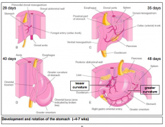 - Dorsal wall of stomach expands more quickly → Greater Curvature of Stomach
- Ventral wall of stomach expands more slowly → Lesser Curvature of Stomach