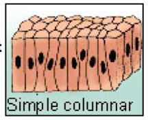 - Simple columnar cells
- Arise from the foregut endoderm